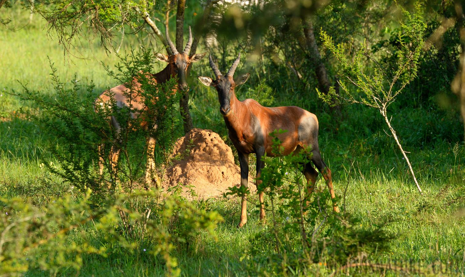 Damaliscus ugandae [400 mm, 1/160 Sek. bei f / 8.0, ISO 400]